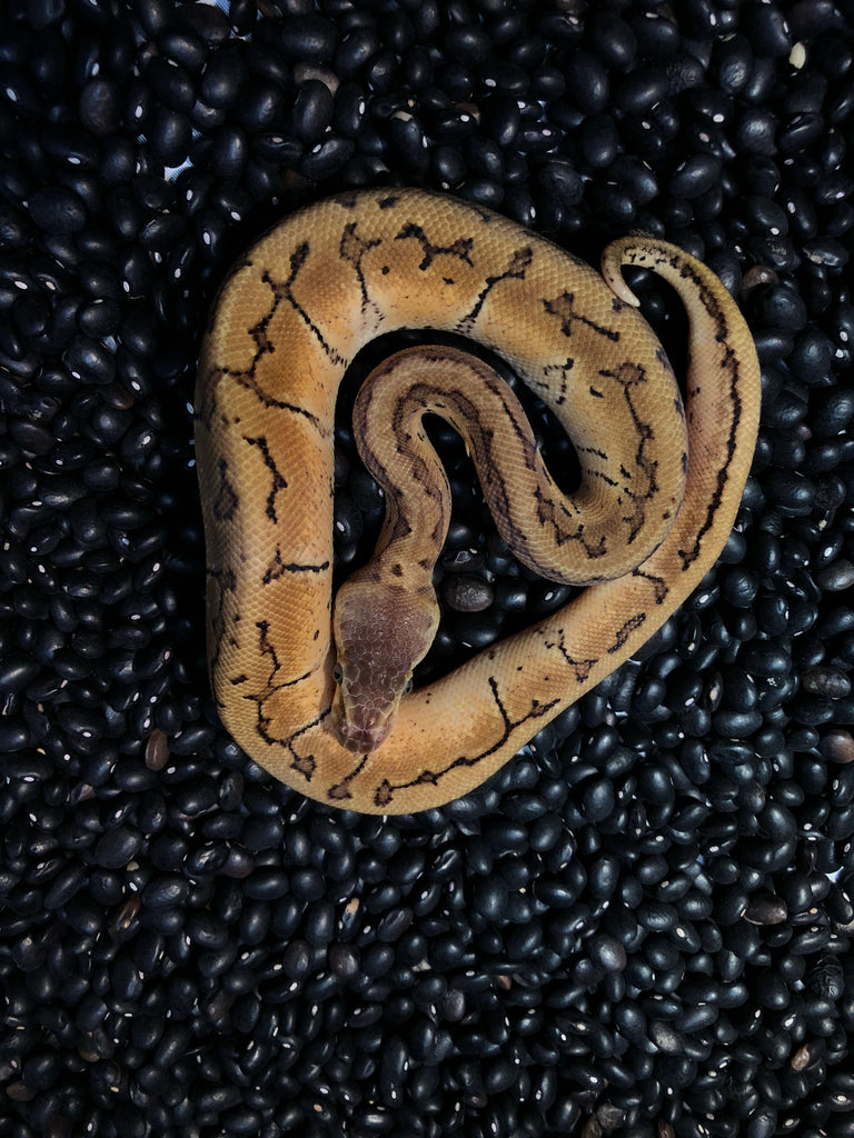 pinstripe ball python baby