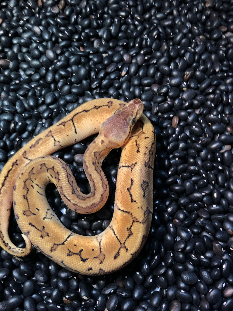 pinstripe ball python baby