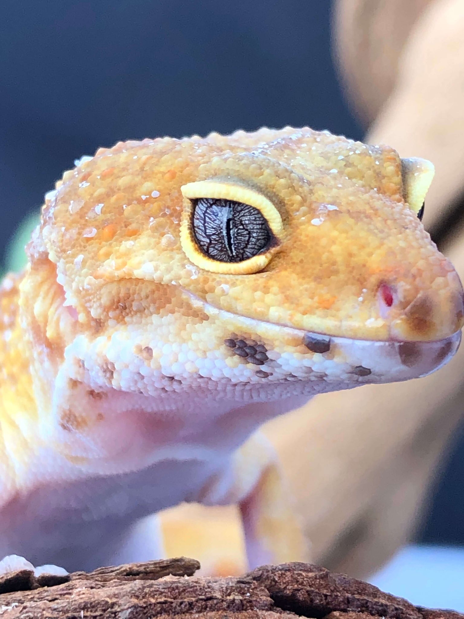 tangerine leopard gecko adult