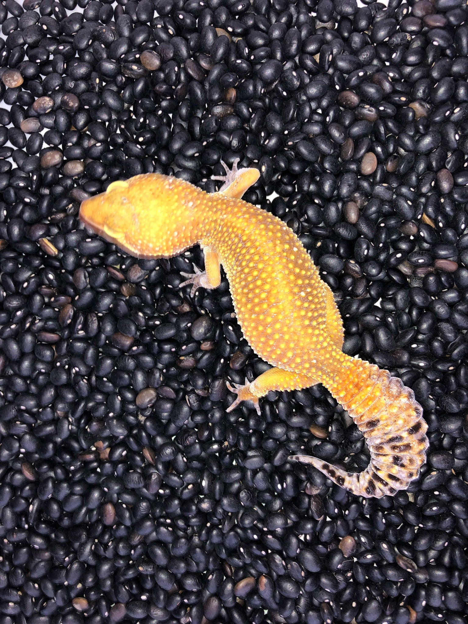 lavender tangerine leopard gecko