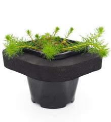 Upright Water Milfoil (Myriophyllum crispatum) pot with floating ring