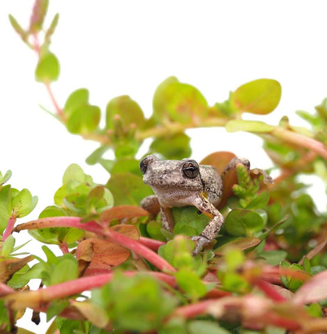 The Best Pond Plants for Attracting and Supporting Frogs in Australia - We  Know Water Gardens