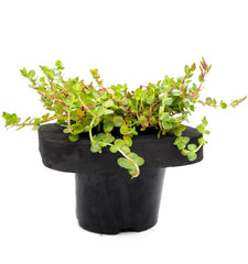 Pink Rotala (Rotala roundifolia) pot with floating ring