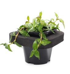 Vietnamese Water Mint (Polygonium odoratum) pot with floating ring