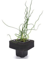 Corkscrew Rush  (Juncus effusus cv. Spiralis) with floating ring