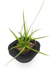 Frog Grass (Carex fascicularis) with floating ring