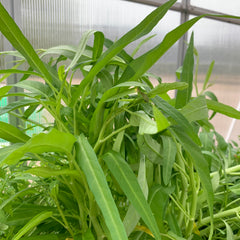 Kangkong grows well in a greenhouse in cooler weather