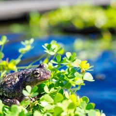 Growing Australian  Native Pond Plants | Nardoo