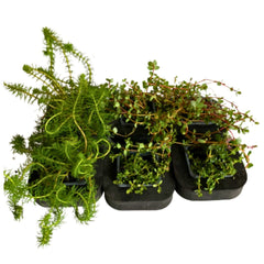 Oxygenator Pond Plants for Sale NSW