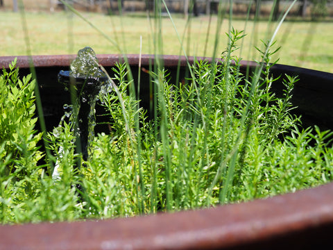 Fine leaf water mint