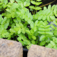 Water celery Pond Plant for Edible Gardens