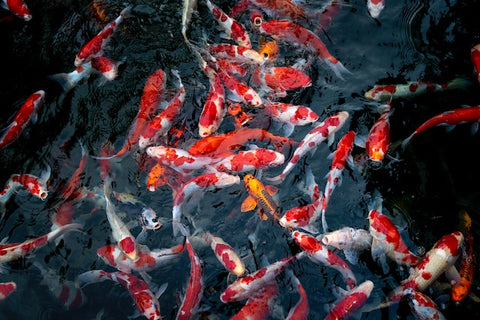 Unlocking the Secret to Healthy Fish The Incredible Benefits of Aquarium Salt in Your Pond