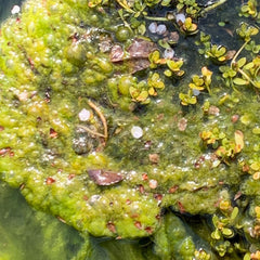 Common Green Algae
