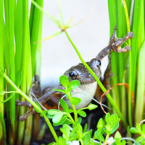 Attracting frogs using pond plants