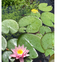 Water Lily and Brahmi Bacopa Submerged Oxygenating pond plants