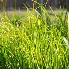 Golden Sweet flag (Acorus gramineus)