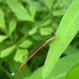 Ponds and water gardens attract dragonflies!