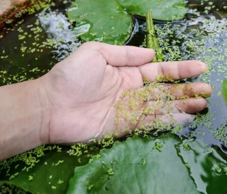 Dangers of Duckweed in Australian ponds