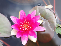 Pink Water Lily