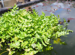 Lebanese Cress (Aethionema Cordifolium) with floating ring