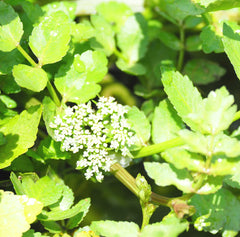 Lebanese Cress (Aethionema Cordifolium) Pond Plant