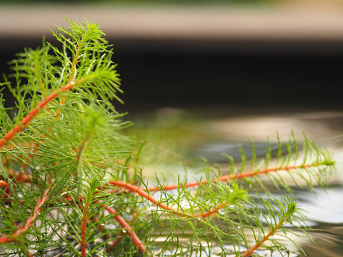 Upright Water Milfoil