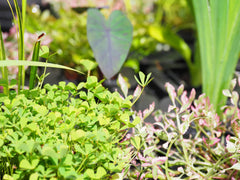 Nardoo (Marsilea Angustifolia) with companion pond plants