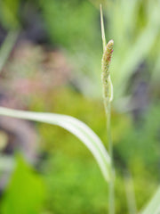 Gardeners Garters Pond Plant Flower