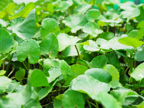 Shield Pennywort Hydrocotyle sibthorpioides