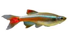 White Cloud Minnow Fish