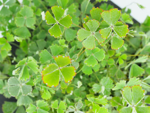 Nardoo Marsilea Drummondii