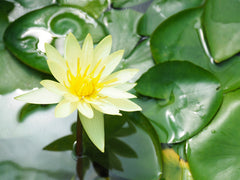 Australian Hardy Water Lilies For Sale