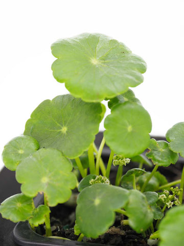 Shield pennywort Native water plant