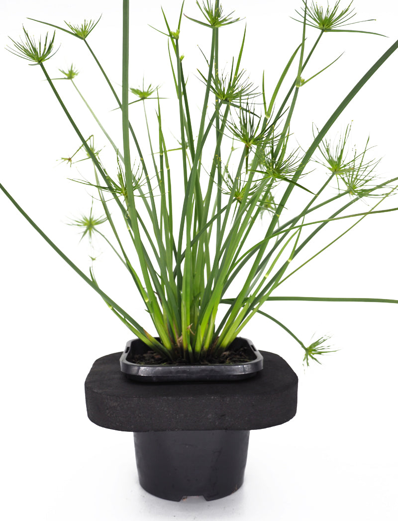 dwarf papyrus water lily in pot