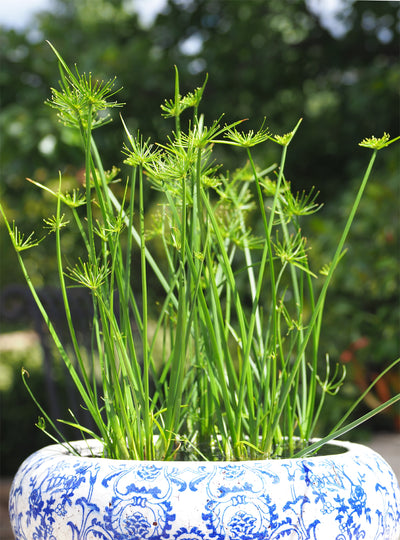 cyperus dwarf papyrus