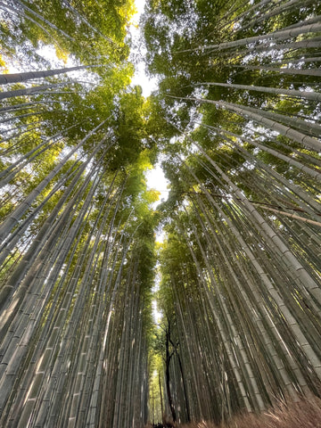 Arashiyama Saga Bamboo Forest