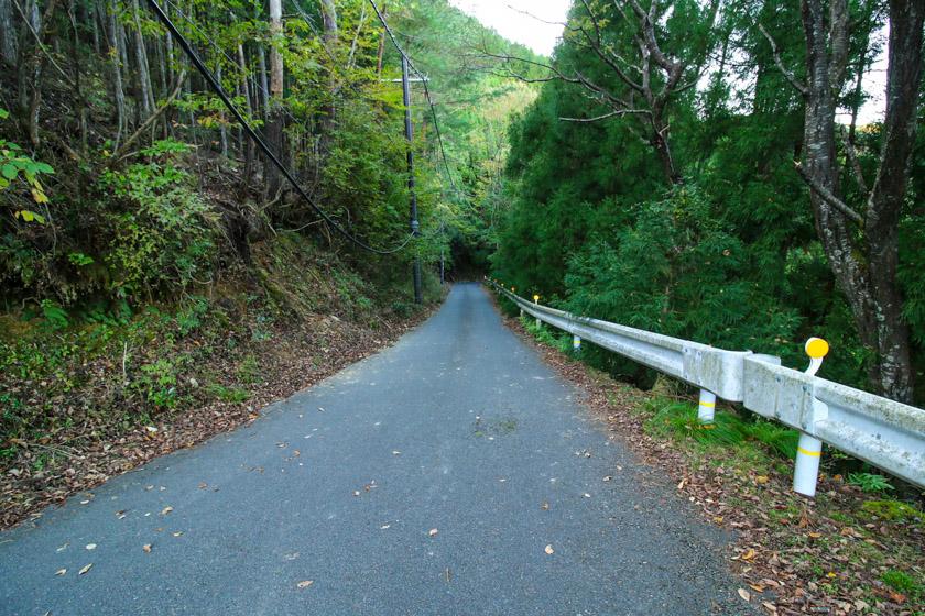 Steep descents into the lush forest on the cycling route.