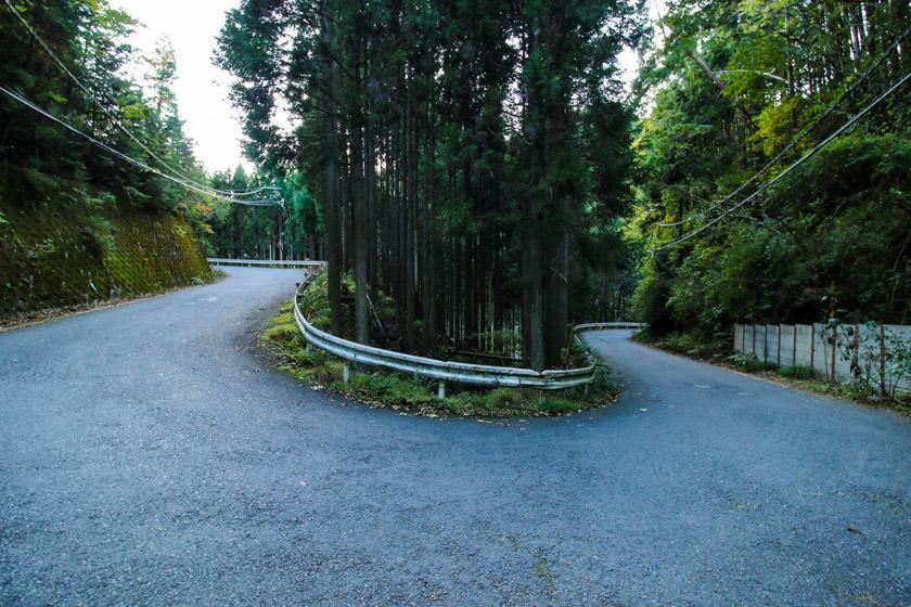 Dreamy turns and bends in the deep forest along the 107 route.