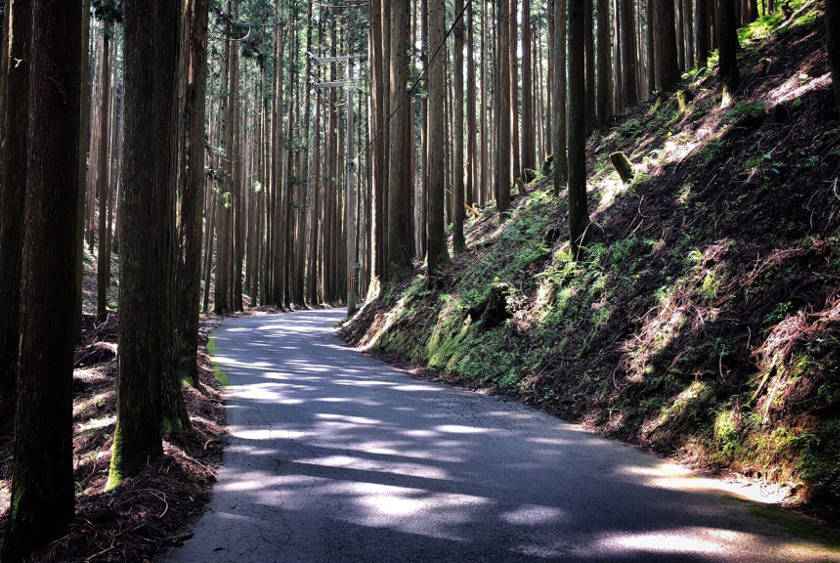 在京都市北部的森林裡騎自行車很美。