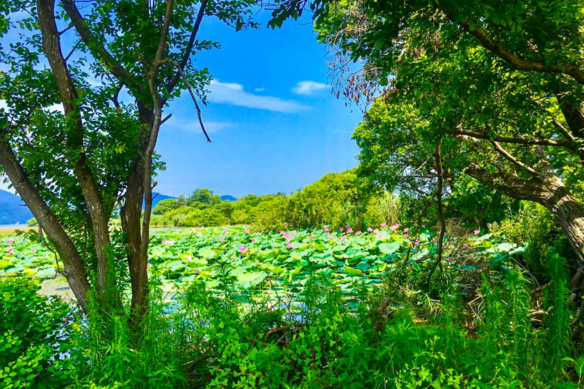 Lush scenery in around Lake Biwa.