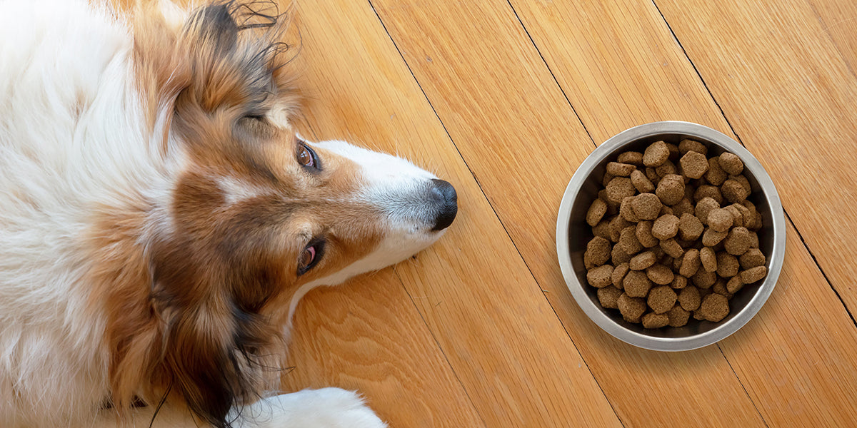 dog food that smells like human food