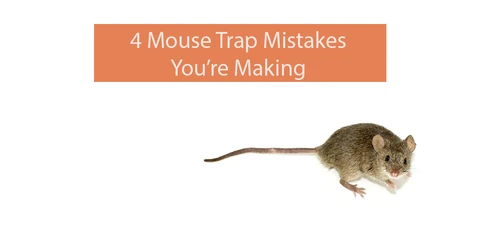 4 way mouse trap