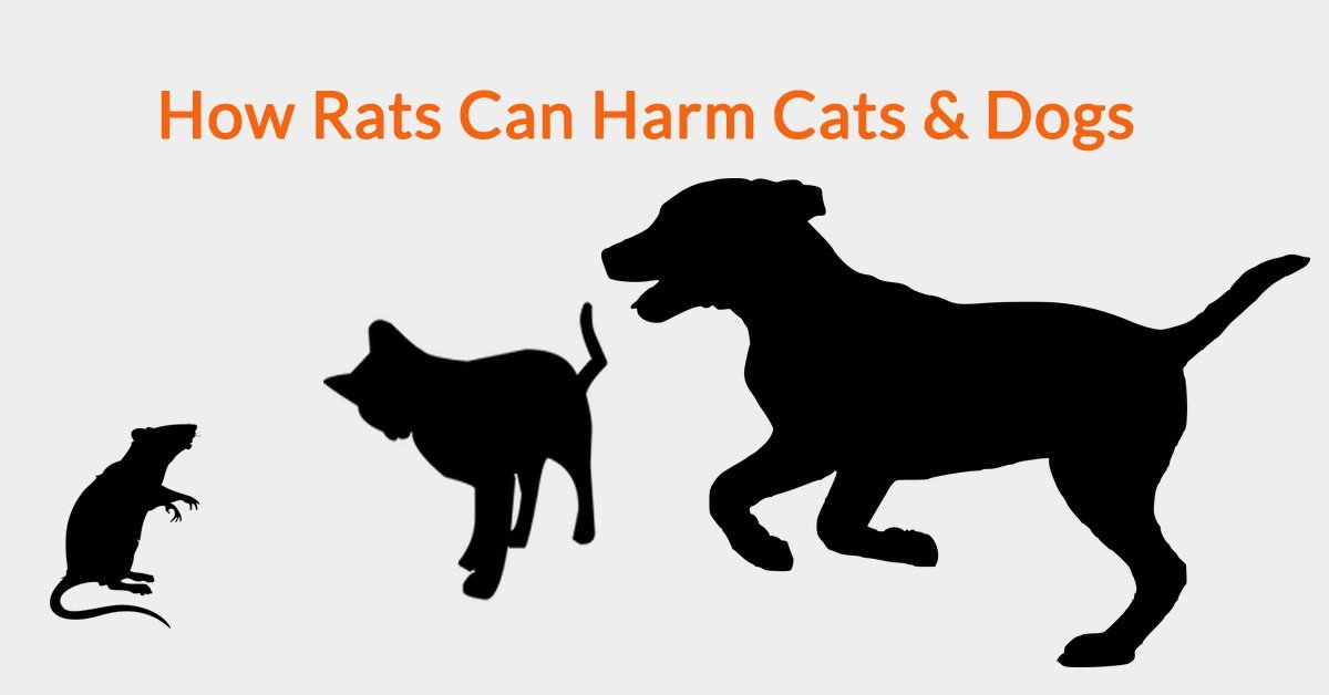 are rats afraid of dogs