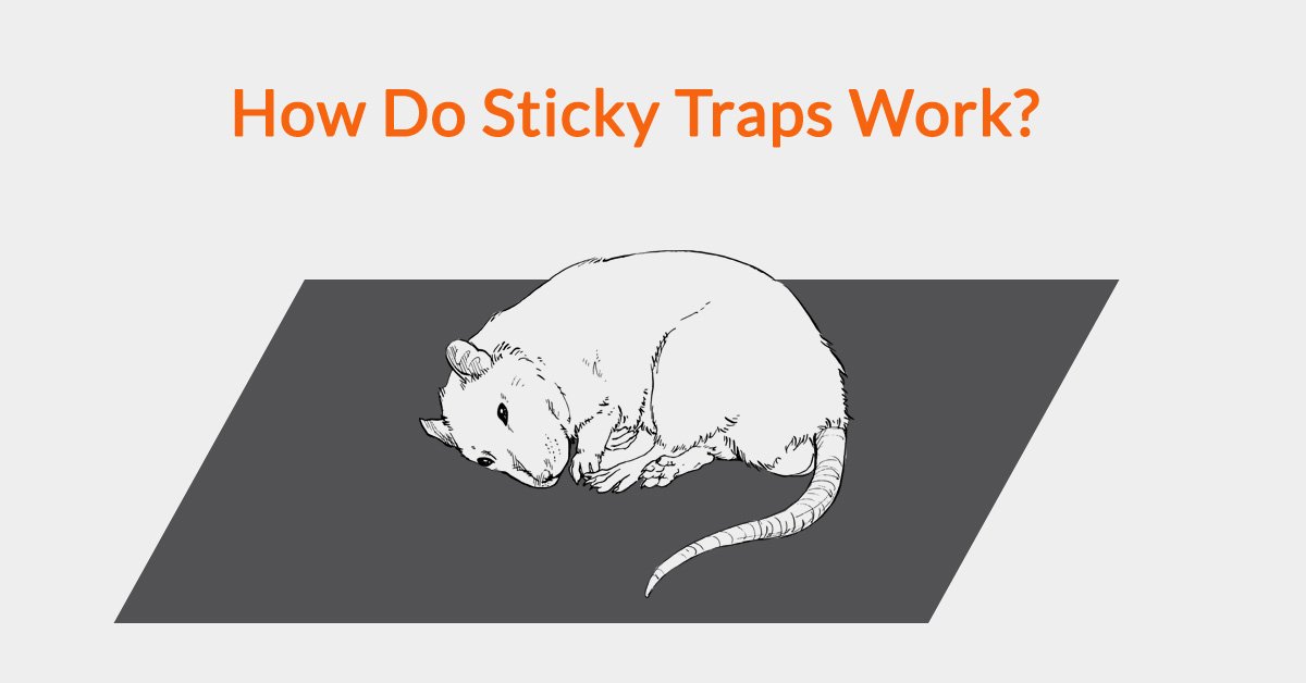 How Do Sticky Traps Work?