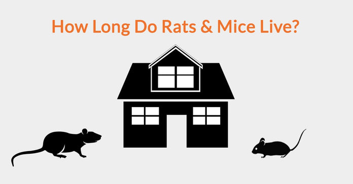 How Long Do Rats Mice Live Automatic Trap Company