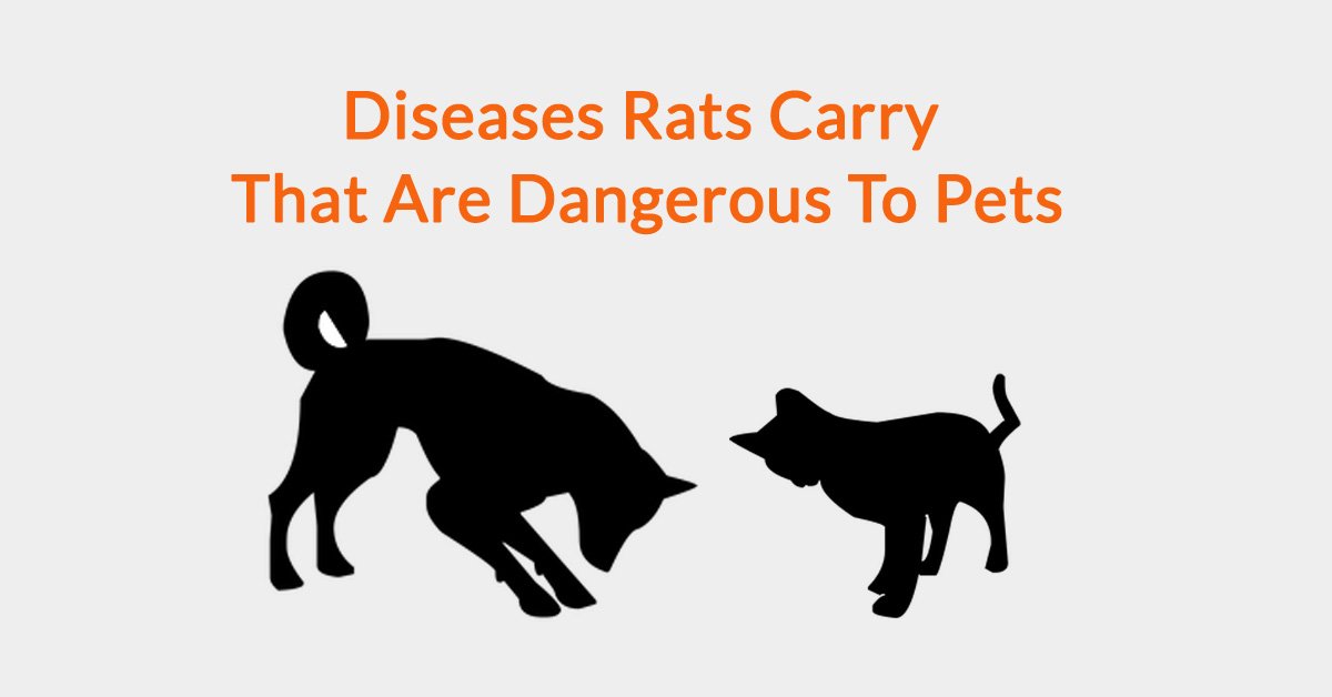 what diseases can rats give to dogs