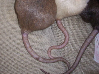 rat tails