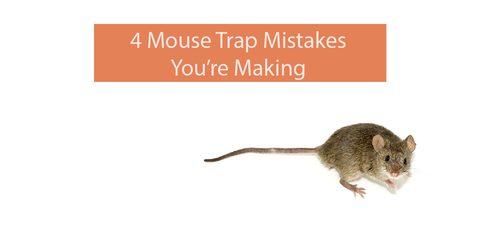 quick mouse trap