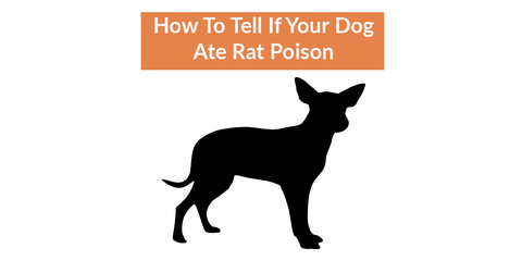 can a dog get sick from eating rat poop