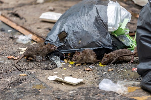 rat in trash can